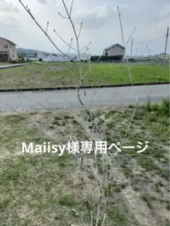 2025年最新】アオダモ 株立ちの人気アイテム - メルカリ