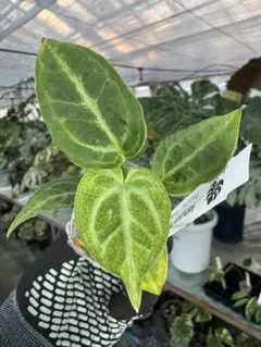 2025年最新】アンスリウムハイブリッドの人気アイテム - メルカリ