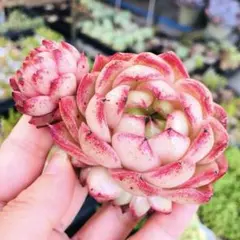 速達　ニック様 リクエスト 2点 まとめ商品