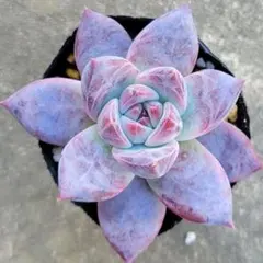 ぼのぼのさん苗 コロラータタパルパ×臼田リンゼアナ ぼのぼのさん苗 コロラータタパルパ×臼田リンゼアナ