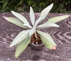 2025年最新】大株 ビカクシダの人気アイテム - メルカリ