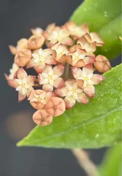 夏セール レア ホヤ Hoya aeschynanthoides サクララン | Mercari