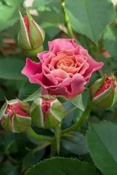 2026年最新】廃盤 バラ苗の人気アイテム - メルカリ