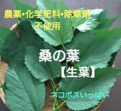 桑の葉 蚕幼虫の餌 ネコポス一杯 - メルカリ