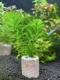 スージー様 リクエスト 2点 まとめ商品