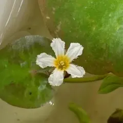【１株】A ヒメシロアサザ 埼玉県産 殖芽 メダカとエビ水槽で増えたものです♪のサムネイル