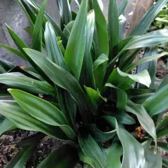 2026年最新】万年青 本の人気アイテム - メルカリ