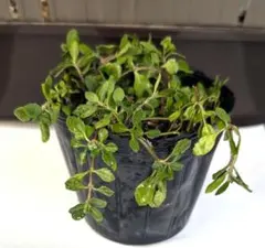 クラピア苗 8ポット+α 春植え　　　　　　　　　 グランドカバー雑草除草対策のサムネイル