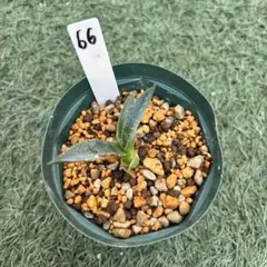 け*️様 アガベ アメリカーナ 斑入り アオノリュウゼツラン 鮮黄斑