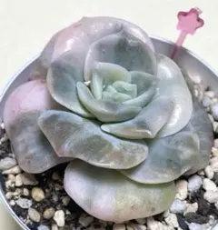 2025年最新】ラブリーローズ錦の人気アイテム - メルカリ