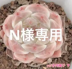 N（割引はフォロー割5％のみです）様 リクエスト 2点 まとめ商品