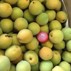 青森県産完熟豊後梅箱込み4キロ