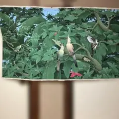 2025年最新】絵画バリ島の人気アイテム - メルカリ