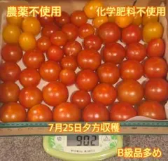菌ちゃん農法 トマト詰め合わせ 902g 農薬化学肥料不使用のサムネイル