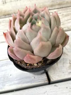 hikaru様 リクエスト 2点 まとめ商品