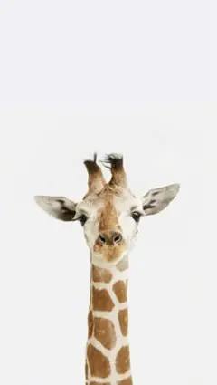 てん様専用ページ•*¨*•.¸♬︎