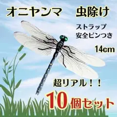 2026年最新】昆虫 標本 販売の人気アイテム - メルカリ