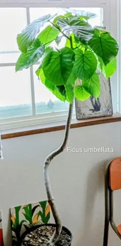 大型 フィカス ウンベラータ 螺旋仕立て 9号 陶器鉢 植え込み発送