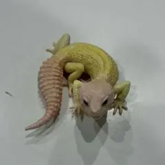 レオパ　フィギュア