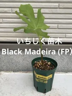 いちじく苗木★ 稀少品種 Black Madeira (FP）のサムネイル