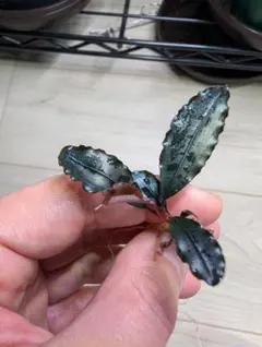 真子様 リクエスト 2点 まとめ商品