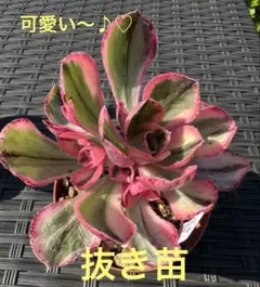 2026年最新】アエオニウム群生の人気アイテム - メルカリ