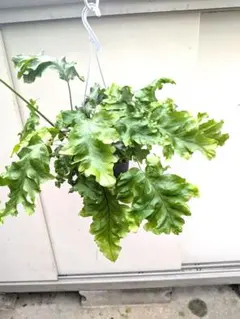 レア品種 フレボシア・ニコラスダイアモンド6号吊り鉢 シダ植物 レア品種 フレボシア・ニコラスダイアモンド6号吊り鉢 シダ植物 - メルカリ