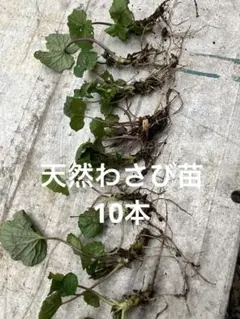 たかまま様 リクエスト 2点 まとめ商品