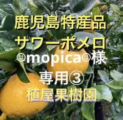 （鹿児島特産品）☺︎mopica☺︎様専用③ サワーポメロ箱満杯詰　いちき串木野市産