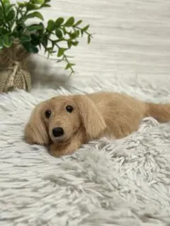 羊毛フェルト ダックス