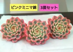 *＊。次回金曜日発送 。＊*❁¨̮様 リクエスト 2点 まとめ商品