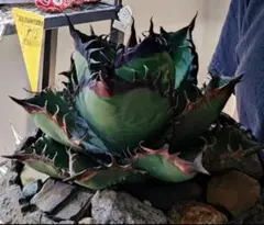 2025年最新】黒火焔の人気アイテム - メルカリ