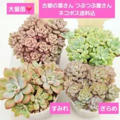 2026年最新】古都の葉の人気アイテム - メルカリ