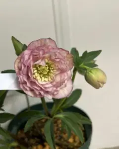 2026年最新】広瀬園芸の人気アイテム - メルカリ