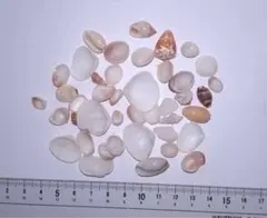 貝殻 ハンドメイド素材 さまざまなサイズ
