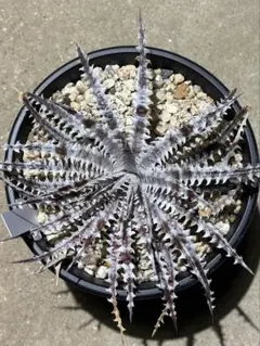 Dyckia 'Smilodon' Amazonico Hyb ディッキア - メルカリ