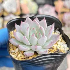 カカオ様 リクエスト 2点 まとめ商品