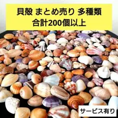 貝殻　まとめ売り　多種類　合計約200個以上　サービス有り