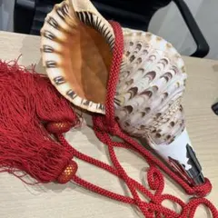 法螺貝 極大 極美品 約45cm 重量級 約1.7kg ホラガイ ホラ貝 ほら貝 法螺貝 極大 極美品 約45cm 重量級 約1.7kg ホラガイ ホラ貝 ほら貝