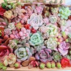 ネコポス発送♥sale♥カット苗♥多肉植物⑯