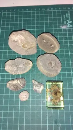 魚類 ヤモリ 骨格標本 透明標本 5本セット イモリ？ トカゲ？ 魚