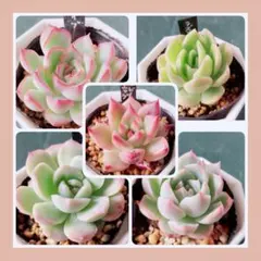 Ｑ 多肉植物 セット 5種類 根付き 抜き苗！のサムネイル