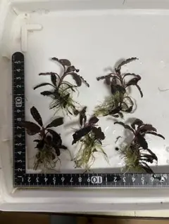 クダガン 3株 ブセファランドラ 水上葉 組織培養 水草セット - メルカリ