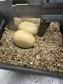 2026年最新】エンセファラルトスの人気アイテム - メルカリ