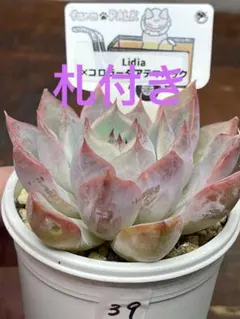 ファームパルクさん苗3点セット札付きポットごと 2025年最新】ファームパルクさん苗の人気アイテム - メルカリ