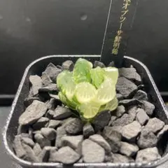 き*ま様 ハオルチア　広瀬オブツーサ鮮明錦　糊斑