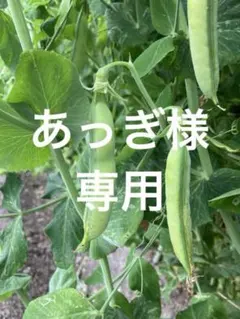 あっぎ様専用　赤そら豆　えんどう豆・あま実ちゃん