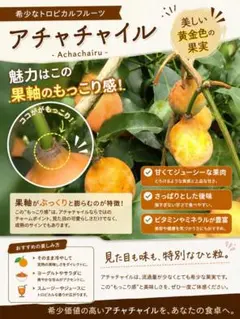 アチャチャイル ボリビアンマンゴスチン 接ぎ木苗 - メルカリ