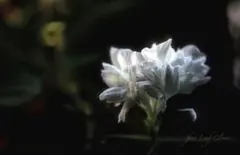 hiropee様 リクエスト 2点 まとめ商品