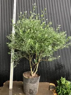 2025年最新】オリーブの木 ミッションの人気アイテム - メルカリ